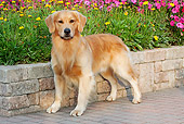 DOG 03 LS0074 01
Golden Retriever Standing On Brick Patio By Yellow And Pink Flowers