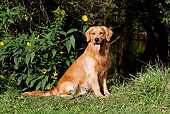 DOG 03 LS0077 01
Golden Retriever Sitting On Grassy Bank By Yellow Flowers And Stream