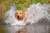 DOG 03 LS0079 01
Golden Retriever Splashing Into Stream To Retrieve