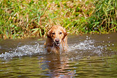 DOG 03 LS0080 01
Golden Retriever Swimming In Stream To Retrieve