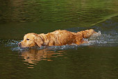 DOG 03 LS0081 01
Golden Retriever Swimming In Stream To Retrieve