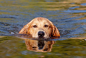 DOG 03 LS0082 01
Golden Retriever Swimming In Stream To Retrieve