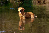 DOG 03 LS0083 01
Golden Retriever Standing In Stream