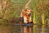 DOG 03 LS0085 01
Golden Retriever Jumping Into Stream To Retrieve