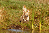 DOG 03 LS0086 01
Golden Retriever Jumping Into Stream To Retrieve