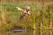 DOG 03 LS0087 01
Golden Retriever Jumping Into Stream To Retrieve