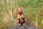 DOG 03 LS0088 01
Golden Retriever Jumping Into Stream To Retrieve