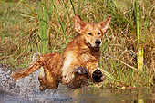 DOG 03 LS0089 01
Golden Retriever Jumping Into Stream To Retrieve