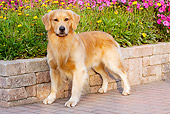 DOG 03 LS0090 01
Golden Retriever Standing On Brick Patio By Garden