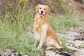DOG 03 LS0092 01
Golden Retriever Sitting On Beach By Salt Grass