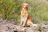 DOG 03 LS0093 01
Golden Retriever Sitting On Beach By Salt Grass