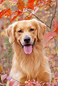 DOG 03 LS0096 01
Head Shot Of Golden Retriever Sitting By Red Oak Leaves