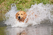 DOG 03 LS0099 01
Golden Retriever Jumping Into Stream