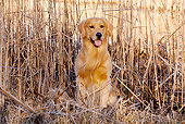 DOG 03 LS0101 01
Golden Retriever Sitting Among Cattails At Edge Of Marsh