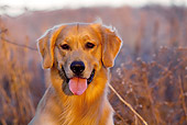 DOG 03 LS0103 01
Head Shot Of Golden Retriever Sitting Among Cattails At Edge Of Marsh