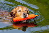 DOG 03 LS0104 01
Golden Retriever Swimming With Orange Training Bumper