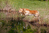 DOG 03 LS0105 01
Golden Retriever Leaping Into Pond