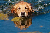 DOG 03 LS0109 01
Head Shot Of Golden Retriever Swimming Through Water To Retrieve