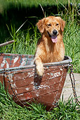 DOG 03 LS0110 01
Golden Retriever Sitting In Bow Of Rowboat By Lake