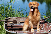 DOG 03 LS0111 01
Golden Retriever Sitting In Rowboat By Lake