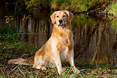 DOG 03 LS0112 01
Golden Retriever Sitting By Edge Of Pond