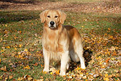 DOG 03 LS0113 01
Golden Retriever Standing In Autumn Oak Leaves