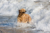 DOG 03 LS0115 01
Golden Retriever Running Through Surf Santa Barbara, California