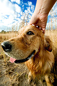 DOG 03 MH0003 01
Head Shot Of Wet Golden Retriever Sitting In Field Getting Pet On Head