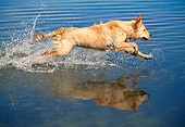 DOG 03 MH0004 01
Golden Retriever Jumping Into Water Profile