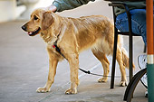 DOG 03 MR0001 01
Golden Retriever On Leash Standing On Sidewalk