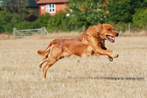 http://www.kimballstock.com/pix/DOG/03/DOG-03-NR0031-01P.JPG