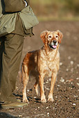 DOG 03 NR0033 01
Golden Retriever Standing Alert By Owner