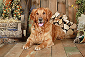DOG 03 NR0043 01
Golden Retriever Laying On Wood Floor By Dried Flowers And Woodpile