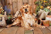 DOG 03 NR0044 01
Golden Retriever Laying On Wood Floor By Dried Flowers And Woodpile