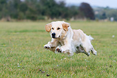 DOG 03 NR0045 01
Golden Retriever Running Through Field