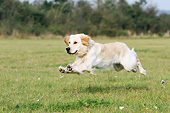 DOG 03 NR0046 01
Golden Retriever Running Through Field