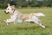 DOG 03 NR0047 01
Golden Retriever Running Through Field