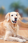 DOG 03 PE0003 01
Portrait Of Golden Retriever Laying On Mat