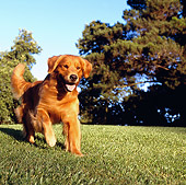 DOG 03 RK0021 06
Golden Retriever Running On Grass Toward Camera By Trees Blue Sky