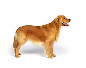 DOG 03 RK0049 01
Profile Shot Of Golden Retriever Standing On White Seamless