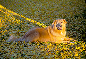 DOG 03 RK0065 03
Golden Retriever Mixed Laying On Yellow Leaves