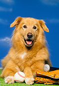 DOG 03 RK0078 01
Head Shot Of Golden Retriever Mixed With Baseball Mitt Glove And Bat