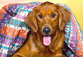 DOG 03 RK0096 10
Head Shot Of Golden Retriever Laying Under Blanket