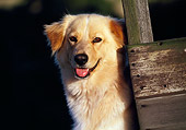 DOG 03 RK0115 07
Head Shot Of Golden Retriever Mixed Behind Boards