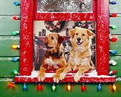 DOG 03 RK0143 01
Sunday And Magic Leaning Out Of Window With Christmas Lights