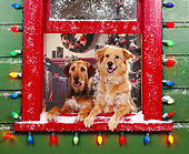 DOG 03 RK0143 04
Sunday And Magic Leaning Out Of Window With Christmas Lights