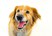 DOG 03 RK0193 08
Head Shot Of Golden Retriever Mixed Barking On White Seamless