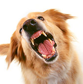 DOG 03 RK0193 24
Head Shot Of Golden Retriever Mixed Barking On White Seamless