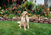 DOG 03 RK0194 05
Golden Retriever Mix Sitting On Grass With Leash In Mouth