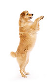 DOG 03 RK0202 03
Profile Shot Of Golden Retriever Mix On Hind Legs White Seamless